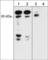 B-Raf Proto-Oncogene, Serine/Threonine Kinase antibody, RP2031, ECM Biosciences, Western Blot image 