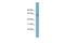 Zinc Finger Protein 117 antibody, A16181, Boster Biological Technology, Western Blot image 