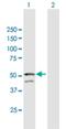 G Protein Subunit Alpha L antibody, H00002774-B02P, Novus Biologicals, Western Blot image 