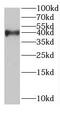 IL-12 antibody, FNab07056, FineTest, Western Blot image 