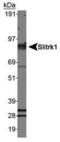 SLIT and NTRK-like protein 1 antibody, PA5-23064, Invitrogen Antibodies, Western Blot image 