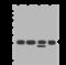 Ribosomal Protein L14 antibody, 203769-T44, Sino Biological, Western Blot image 