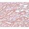 Ectodermal-Neural Cortex 1 antibody, LS-C108699, Lifespan Biosciences, Immunohistochemistry frozen image 