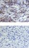 mtHSP70 antibody, AF3584, R&D Systems, Immunohistochemistry paraffin image 
