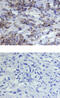 Heat Shock Protein Family A (Hsp70) Member 9 antibody, AF3584, R&D Systems, Immunohistochemistry paraffin image 