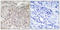 GPRIN Family Member 3 antibody, A19292, Boster Biological Technology, Immunohistochemistry paraffin image 