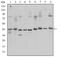 CAMP Responsive Element Binding Protein 1 antibody, NBP2-37610, Novus Biologicals, Western Blot image 