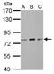 Zinc Finger And BTB Domain Containing 20 antibody, PA5-31896, Invitrogen Antibodies, Western Blot image 