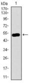 G Protein Nucleolar 3 antibody, abx015874, Abbexa, Western Blot image 