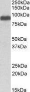 Itchy E3 Ubiquitin Protein Ligase antibody, GTX88991, GeneTex, Western Blot image 