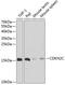 Cyclin Dependent Kinase Inhibitor 2C antibody, 14-410, ProSci, Western Blot image 