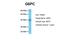 G6Pase antibody, A01664, Boster Biological Technology, Western Blot image 