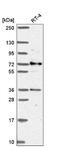 G Protein-Coupled Receptor 108 antibody, NBP2-56970, Novus Biologicals, Western Blot image 