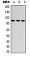 Dipeptidyl Peptidase 4 antibody, LS-C368600, Lifespan Biosciences, Western Blot image 