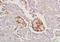 Carboxypeptidase E antibody, orb1980, Biorbyt, Immunohistochemistry paraffin image 