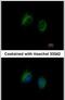 Interleukin-1 family member 7 antibody, PA5-28817, Invitrogen Antibodies, Immunofluorescence image 