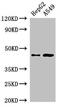 Phosphatidylinositol Glycan Anchor Biosynthesis Class K antibody, CSB-PA842143LA01HU, Cusabio, Western Blot image 