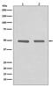 Histone Deacetylase 3 antibody, M00839, Boster Biological Technology, Western Blot image 