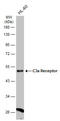 Complement C3a Receptor 1 antibody, GTX114293, GeneTex, Western Blot image 