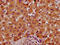 Prolyl Endopeptidase Like antibody, LS-C681122, Lifespan Biosciences, Immunohistochemistry paraffin image 