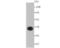 Aldolase, Fructose-Bisphosphate A antibody, NBP2-75402, Novus Biologicals, Western Blot image 