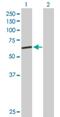 Germ Cell-Less 2, Spermatogenesis Associated antibody, H00064396-B01P, Novus Biologicals, Western Blot image 