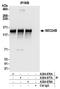 SEC24 Homolog B, COPII Coat Complex Component antibody, A304-877A, Bethyl Labs, Immunoprecipitation image 