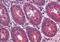 Cerebellin 1 Precursor antibody, orb86713, Biorbyt, Immunohistochemistry paraffin image 