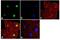 JunB Proto-Oncogene, AP-1 Transcription Factor Subunit antibody, 710734, Invitrogen Antibodies, Immunofluorescence image 