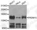 PR/SET Domain 15 antibody, A8371, ABclonal Technology, Western Blot image 