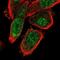 GFP antibody, NBP1-81328, Novus Biologicals, Immunofluorescence image 