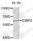 G3BP Stress Granule Assembly Factor 2 antibody, A6026, ABclonal Technology, Western Blot image 