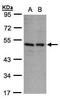 CD158e antibody, PA5-28393, Invitrogen Antibodies, Western Blot image 