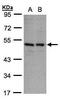 Killer Cell Immunoglobulin Like Receptor, Three Ig Domains And Long Cytoplasmic Tail 1 antibody, PA5-28393, Invitrogen Antibodies, Western Blot image 