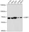 G3BP Stress Granule Assembly Factor 1 antibody, 15-756, ProSci, Western Blot image 