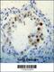 Cyclin Dependent Kinase Inhibitor 2B antibody, 56-550, ProSci, Immunohistochemistry frozen image 