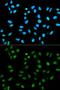 Heterogeneous Nuclear Ribonucleoprotein A2/B1 antibody, GTX32657, GeneTex, Immunofluorescence image 