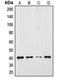 Transmembrane Protein Adipocyte Associated 1 antibody, orb215367, Biorbyt, Western Blot image 