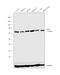 5'-Nucleotidase Ecto antibody, PA5-27336, Invitrogen Antibodies, Western Blot image 