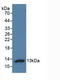 Energy Homeostasis Associated antibody, LS-C663514, Lifespan Biosciences, Western Blot image 