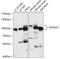 Pyridoxal Dependent Decarboxylase Domain Containing 1 antibody, 15-762, ProSci, Western Blot image 