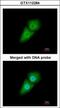 Karyopherin Subunit Alpha 1 antibody, GTX112284, GeneTex, Immunofluorescence image 