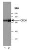 CD36 Molecule antibody, PA5-33291, Invitrogen Antibodies, Western Blot image 