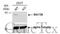 Methionine Adenosyltransferase 2B antibody, GTX115863, GeneTex, Western Blot image 