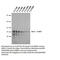 Heterogeneous Nuclear Ribonucleoprotein A2/B1 antibody, IQ215, Immuquest, Dot Blot image 