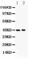 Interferon Regulatory Factor 4 antibody, PB9222, Boster Biological Technology, Western Blot image 