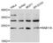 RAB11A, Member RAS Oncogene Family antibody, LS-C331314, Lifespan Biosciences, Western Blot image 