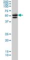 GATA Binding Protein 2 antibody, H00002624-M05, Novus Biologicals, Western Blot image 