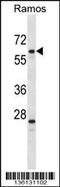 Pleiotropic Regulator 1 antibody, 58-723, ProSci, Western Blot image 