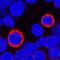 Dipeptidyl Peptidase 4 antibody, AF1180, R&D Systems, Immunocytochemistry image 